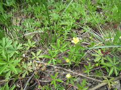 Potentilla flagellaris