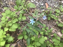 Oxypetalum coeruleum