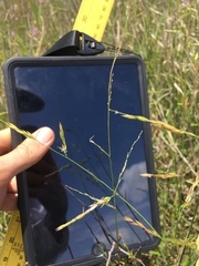 Amphicarpum muehlenbergianum