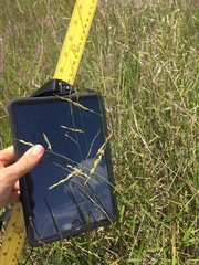 Amphicarpum muehlenbergianum