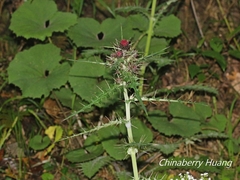 Cirsium suzukii