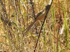 Prinia