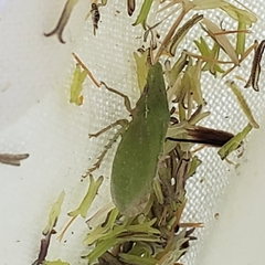 Xerophloea major