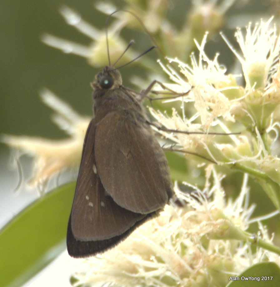 Rice Paintbrush Swift