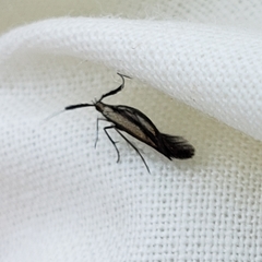 Coleophora mayrella