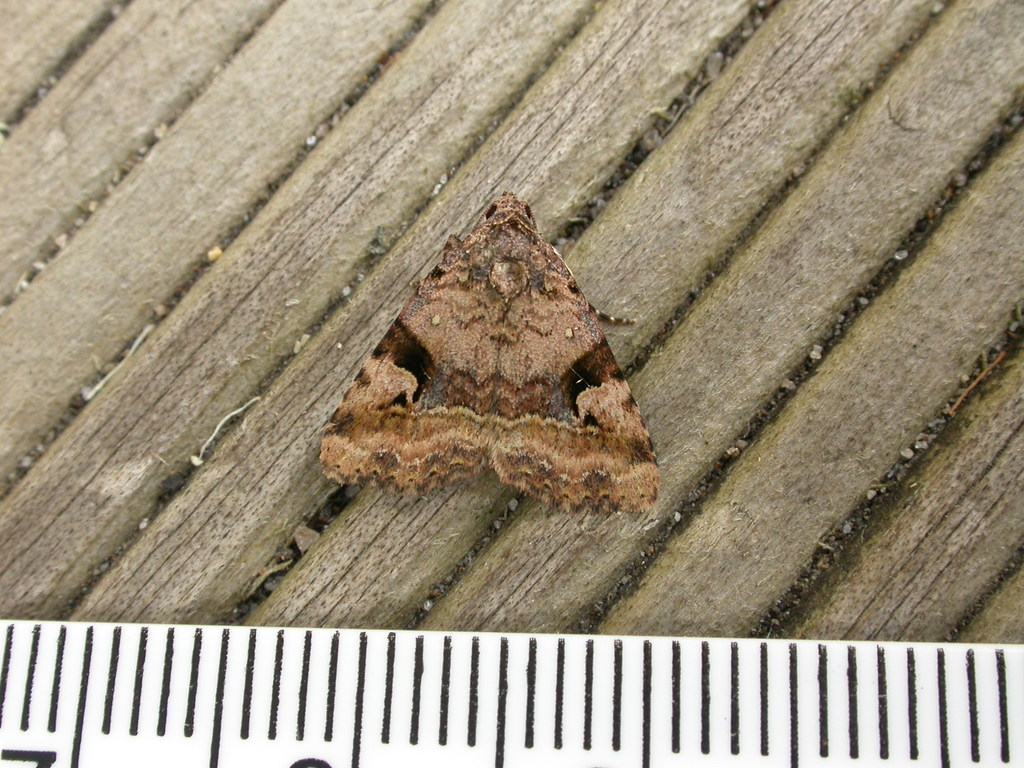 Pyripnoa
