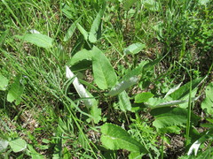 Saussurea controversa