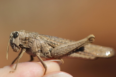 Macrolopholia