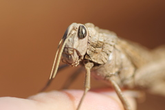 Macrolopholia