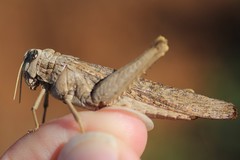 Macrolopholia