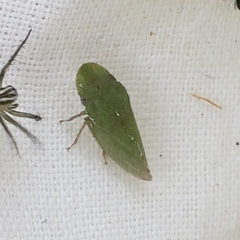 Xerophloea major