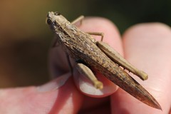 Macrolopholia