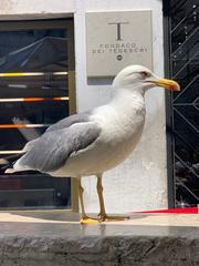 Larus michahellis