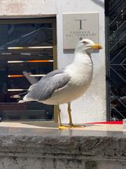 Larus michahellis