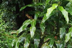 Alpinia intermedia
