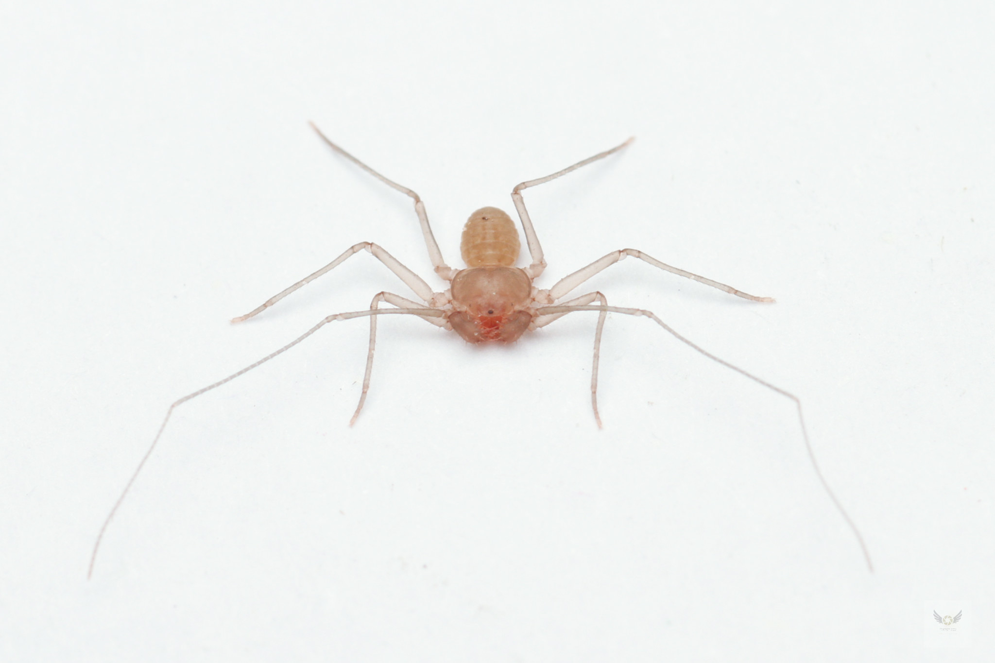 Sarax ioanniticus (Kritscher, 1959)