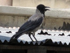 Corvus cornix