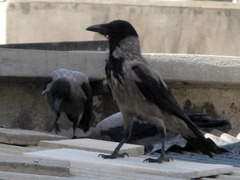 Corvus cornix