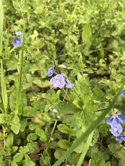Veronica chamaedrys