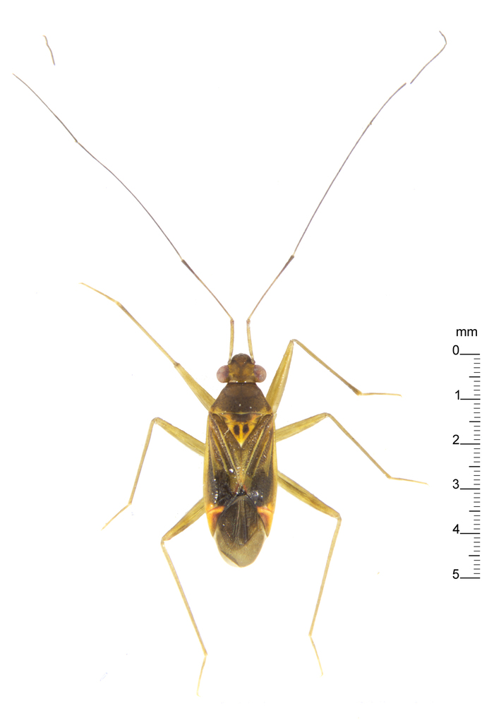 Tatupa grafei