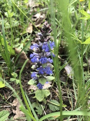 Ajuga reptans