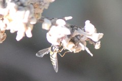 Simosyrphus grandicornis