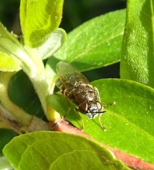Odontomyia pubescens
