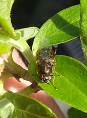 Odontomyia pubescens
