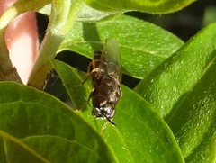 Odontomyia pubescens