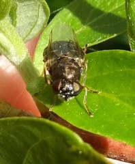 Odontomyia pubescens