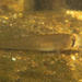 Stenogobius - Photo (c) H.T.Cheng, some rights reserved (CC BY-NC), uploaded by H.T.Cheng