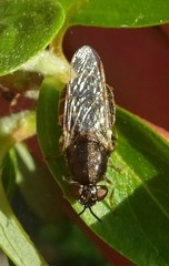 Odontomyia pubescens