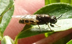 Odontomyia pubescens