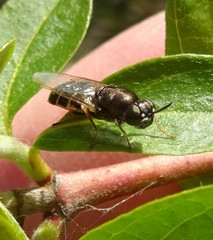 Odontomyia pubescens