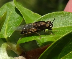 Odontomyia pubescens