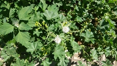 Senecio vulgaris
