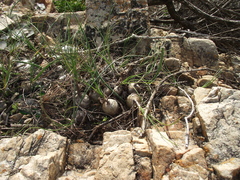 Ornithogalum juncifolium