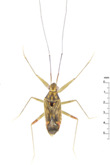 Cylapinae