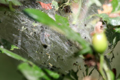 Yponomeuta evonymella