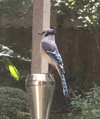 Cyanocitta cristata