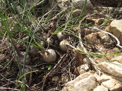 Ornithogalum juncifolium