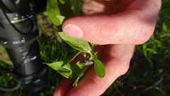 Odontomyia pubescens