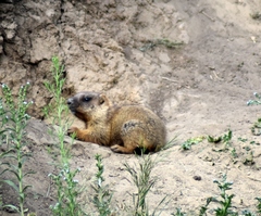 Marmota kastschenkoi