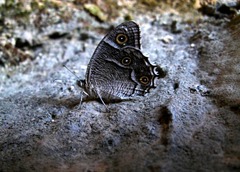 Hipparchia parisatis