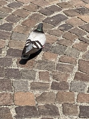 Columba livia domestica