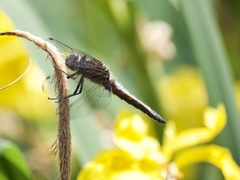 Libellula fulva