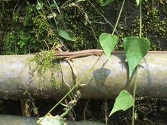 Takydromus kuehnei