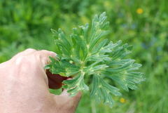 Ranunculus serpens polyanthemophyllus