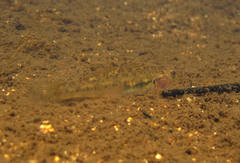 Stenogobius ophthalmoporus