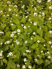 Alliaria petiolata